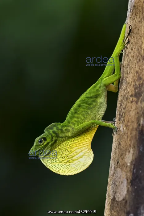 : Boulenger's Green Anole (Anolis chloris) displaying : Boulenger's Green Anole (Anolis chloris) displaying