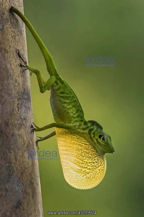 : Boulenger's Green Anole (Anolis chloris) displaying : Boulenger's Green Anole (Anolis chloris) displaying