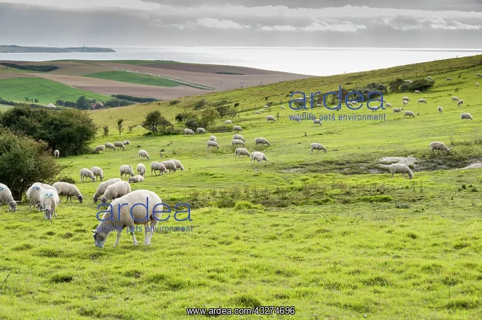 : Boulonnaise sheeps in pasture maintenance - France : Boulonnaise sheeps in pasture maintenance - France