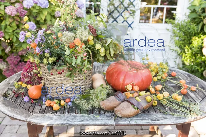 : Bouquet of autumn on a table, Pas de Calais, France : Bouquet of autumn on a table, Pas de Calais, France