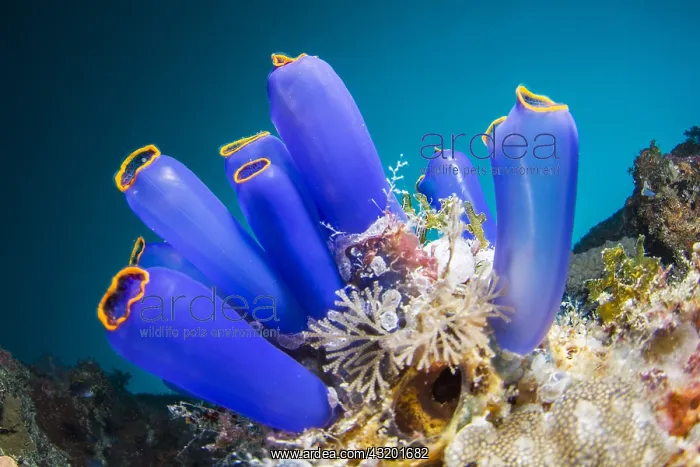 : Bouquet of Blue Sea Squirts (Clavelina coerulea) : Bouquet of Blue Sea Squirts (Clavelina coerulea)