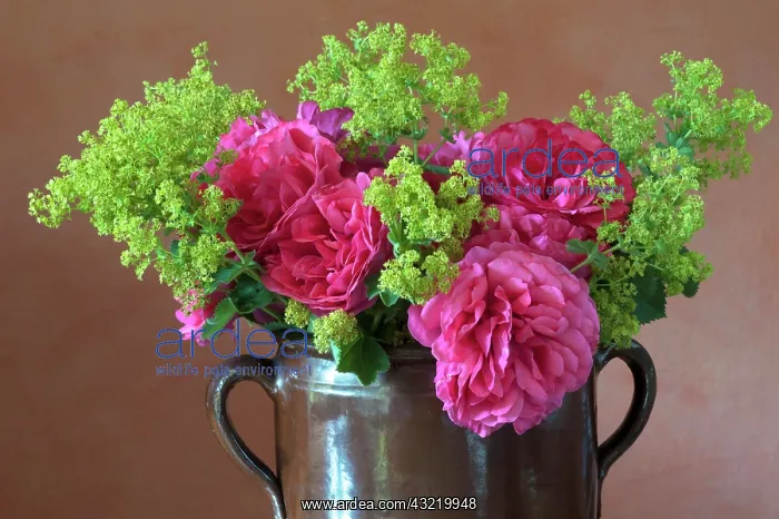 : Bouquet in clay jug on table, Cariona rose (Rosa : Bouquet in clay jug on table, Cariona rose (Rosa