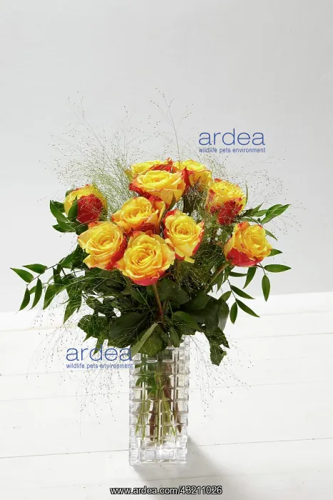 : Bouquet of flowers, roses : Bouquet of flowers, roses