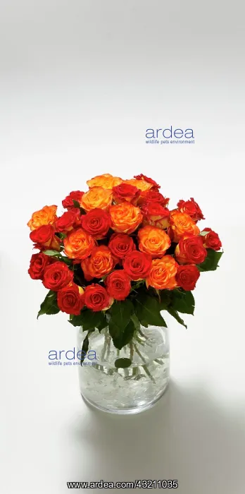 : Bouquet of flowers, roses : Bouquet of flowers, roses