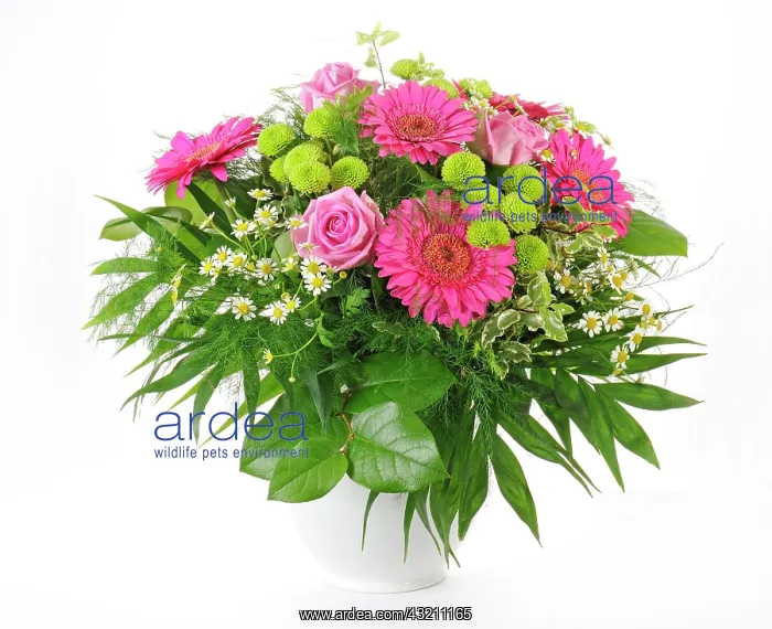 : Bouquet with Gerberas (Gerbera), Roses (Rosa), and : Bouquet with Gerberas (Gerbera), Roses (Rosa), and