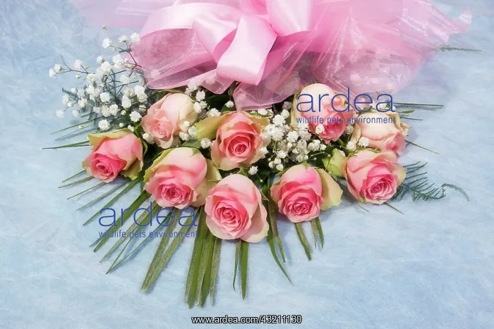 : Bouquet of pink roses : Bouquet of pink roses