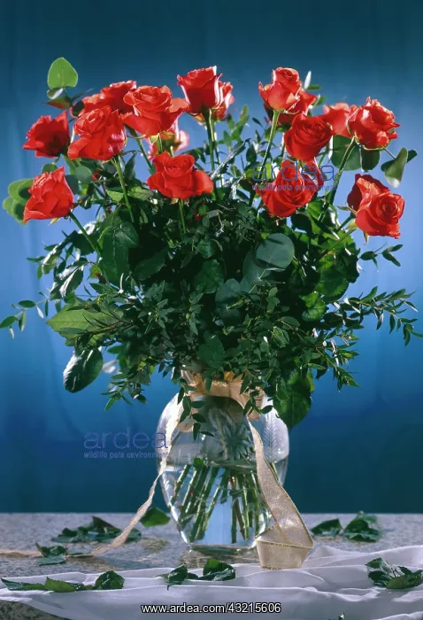 : Bouquet of red roses : Bouquet of red roses