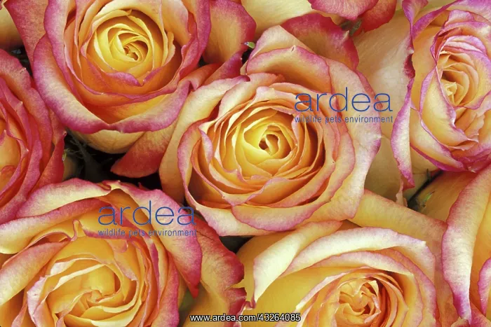  : Bouquet of roses