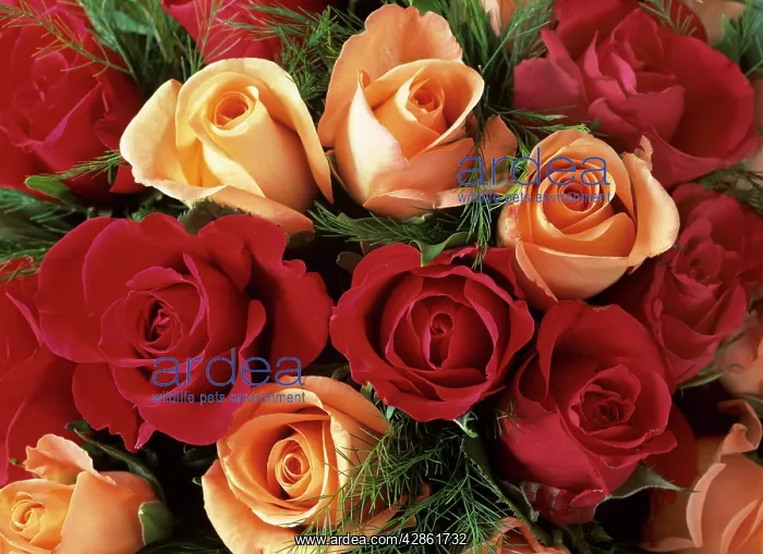: Bouquet of Roses - with light pink and read blossoms : Bouquet of Roses - with light pink and read blossoms