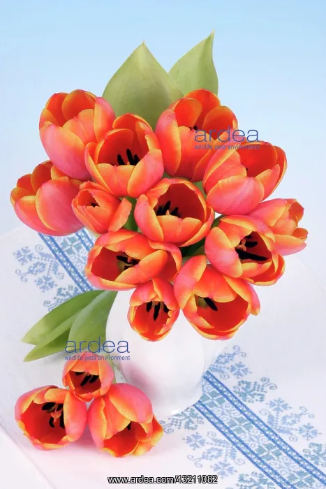 : Bouquet of tulips : Bouquet of tulips