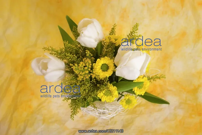 : Bouquet with tulips : Bouquet with tulips