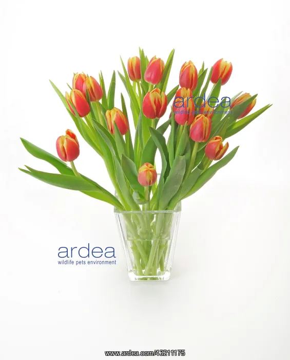 : Bouquet of Tulips (Tulipa) : Bouquet of Tulips (Tulipa)