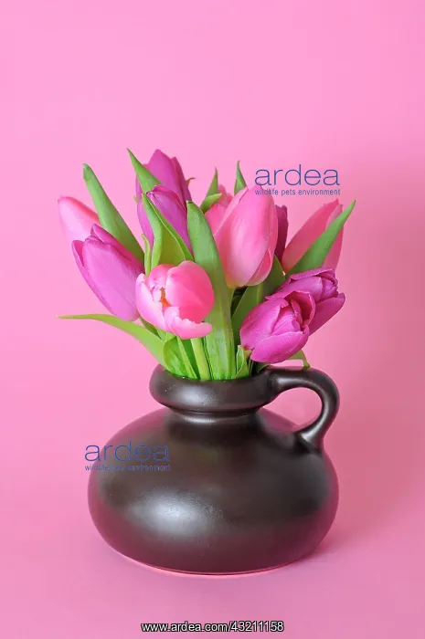  : Bouquet of Tulips (Tulipa) in a vase