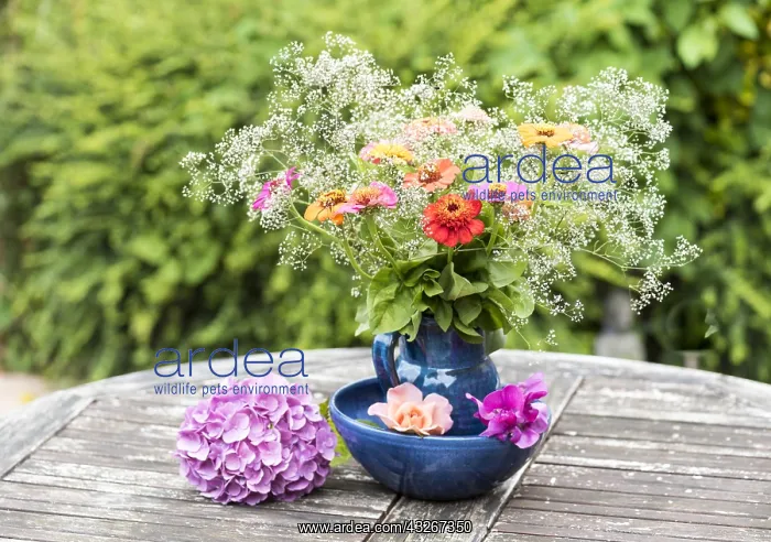 : Bouquet of Zinnias on a garden table in summer : Bouquet of Zinnias on a garden table in summer