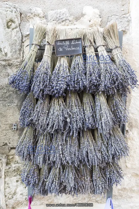 : Bouquets of dried lavender in summer, Provence : Bouquets of dried lavender in summer, Provence