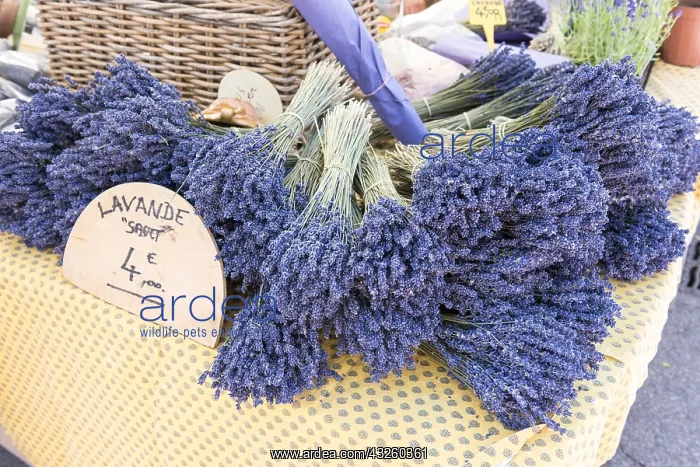 : Bouquets of Sault lavender on a market, summer : Bouquets of Sault lavender on a market, summer
