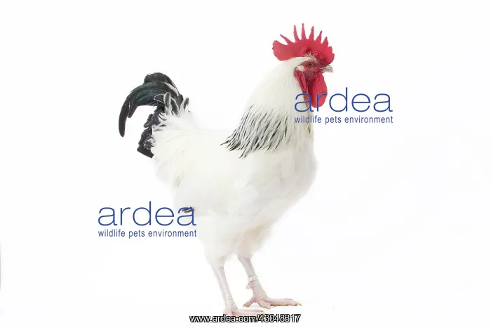  : Bourbonnais Chicken Cockerel  /  Rooster