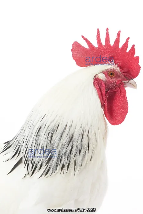  : Bourbonnais Chicken Cockerel  /  Rooster