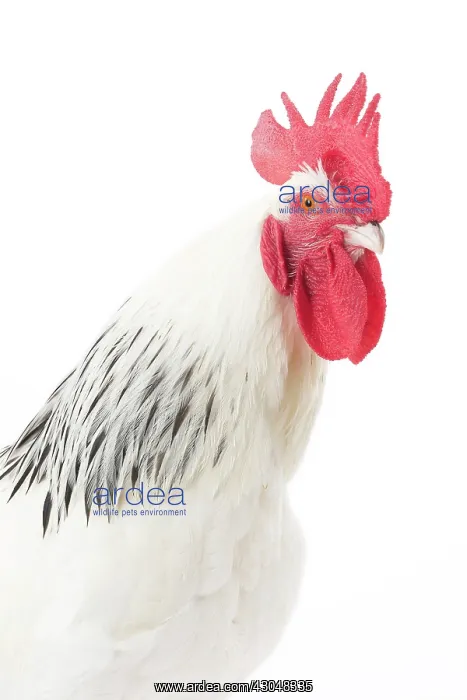  : Bourbonnais Chicken Cockerel  /  Rooster