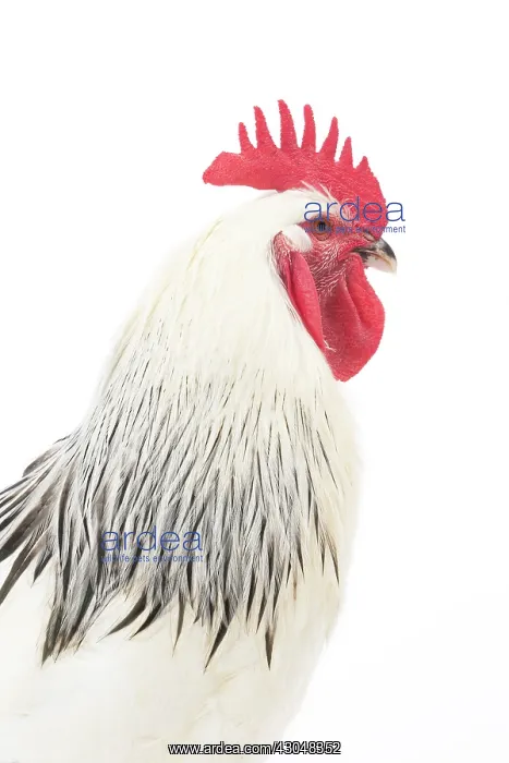  : Bourbonnais Chicken Cockerel  /  Rooster