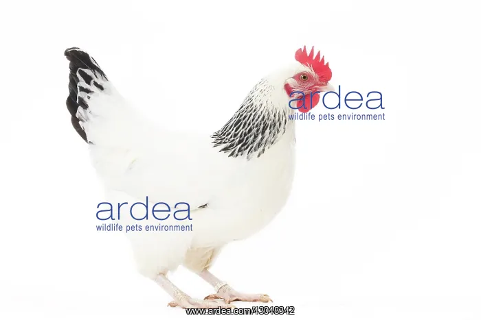 : Bourbonnais Chicken hen