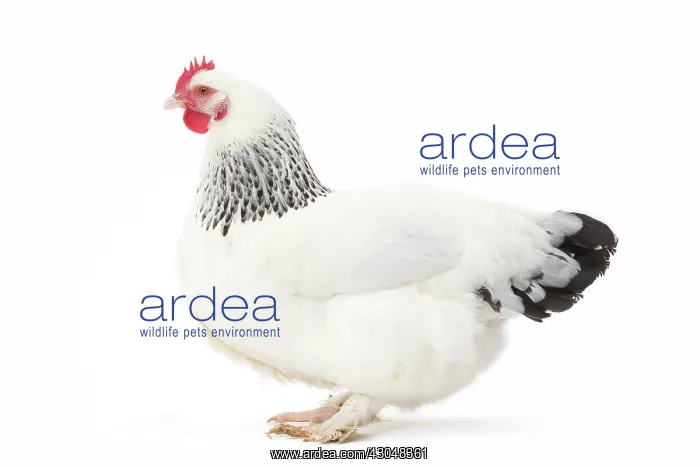 : Bourbonnais Chicken hen : Bourbonnais Chicken hen