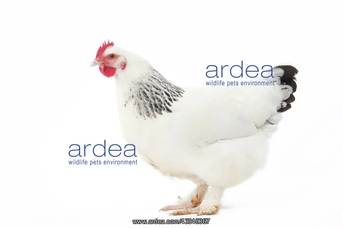 : Bourbonnais Chicken hen : Bourbonnais Chicken hen