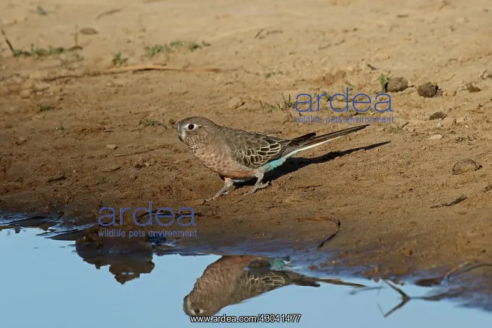 : Bourke Parrot male at waterhole; early morning : Bourke Parrot male at waterhole; early morning