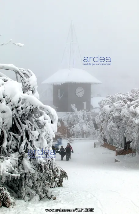 : Bourke Street (ski run) and clock tower under snow : Bourke Street (ski run) and clock tower under snow