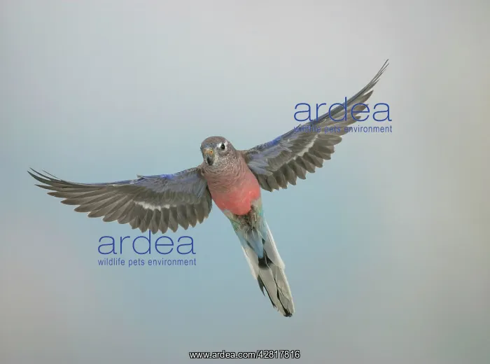 : Bourkes parakeet - Male in flight front view : Bourkes parakeet - Male in flight front view