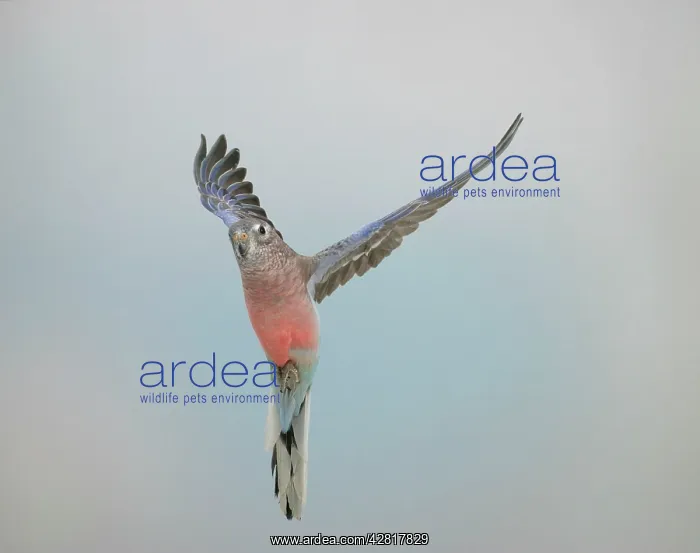: Bourkes Parakeet - Male in flight front view : Bourkes Parakeet - Male in flight front view