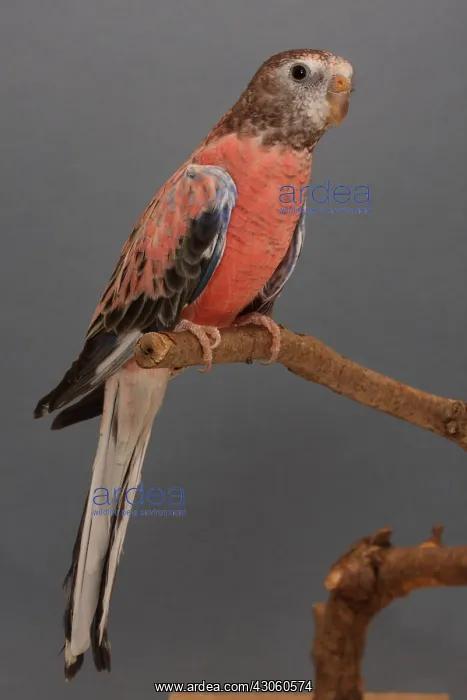 : Bourke's Parrot on a branch : Bourke's Parrot on a branch