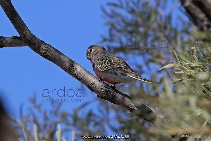 : Bourke's Parrot fem A5432 Bourke's Parrot fem A5432 : Bourke's Parrot fem A5432 Bourke's Parrot fem A5432