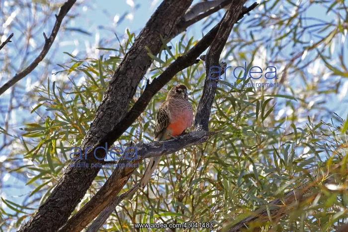 : Bourke's Parrot female Bourke's Parrot female : Bourke's Parrot female Bourke's Parrot female