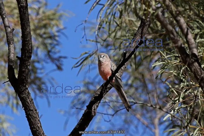 : Bourke's Parrot male Bourke's Parrot male : Bourke's Parrot male Bourke's Parrot male