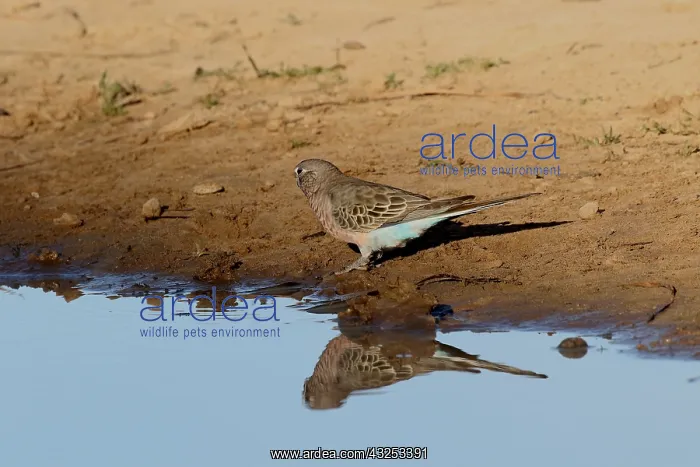 : Bourke's Parrot male at waterhole Bourke's Parrot : Bourke's Parrot male at waterhole Bourke's Parrot