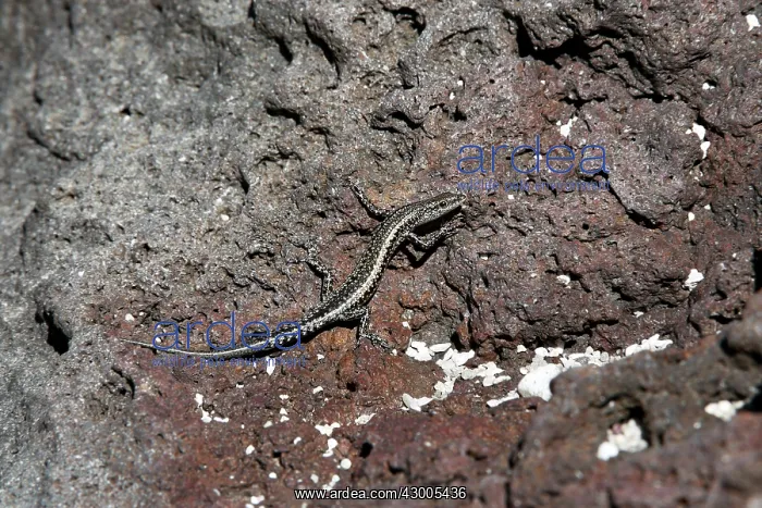 : Bouton's skink Snake-eyed skink : Bouton's skink Snake-eyed skink
