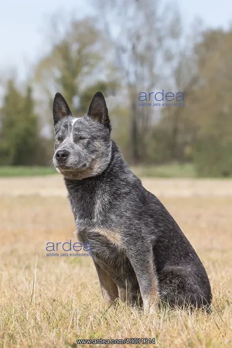  : Bouvier australien
