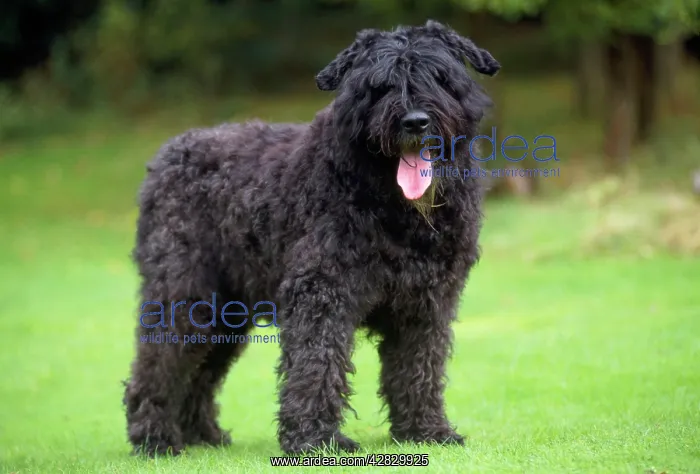  : Bouvier Des Flandres Dog