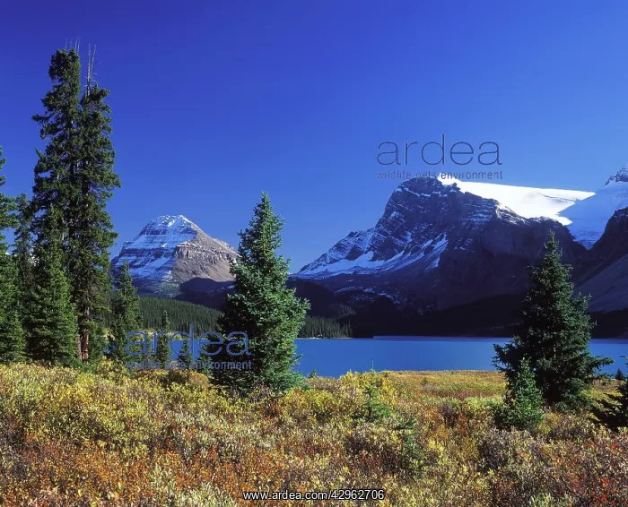 : Bow Lake - with willows in autumn colours : Bow Lake - with willows in autumn colours