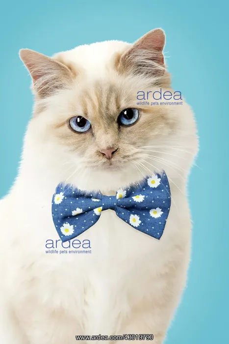 : Cat Birman wearing bow tie Digital Manipulation: Bow SMS : Cat Birman wearing bow tie Digital Manipulation: Bow SMS