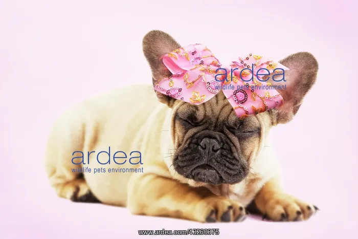 : Dog - French Bulldog puppy in studio wearing a pink bow Digital Manipulation : Dog - French Bulldog puppy in studio wearing a pink bow Digital Manipulation