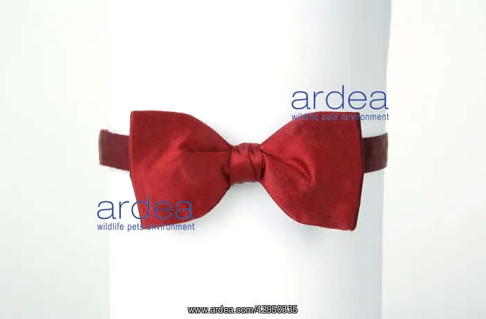 : Bow Tie : Bow Tie