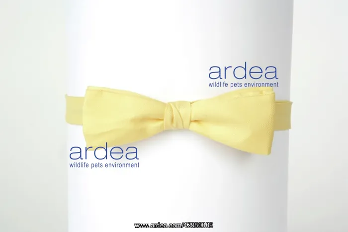 : Bow Tie : Bow Tie