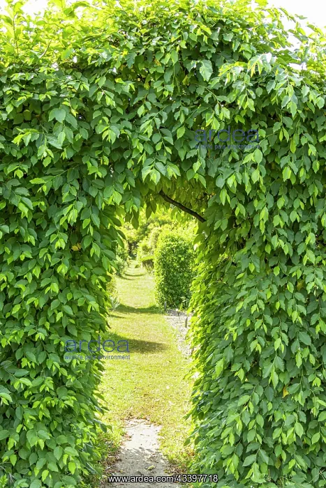 : Bower, Carpinus betulus : Bower, Carpinus betulus