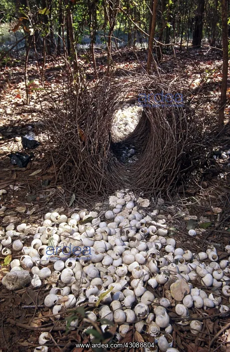 : Bower of a Great Bower Bird : Bower of a Great Bower Bird