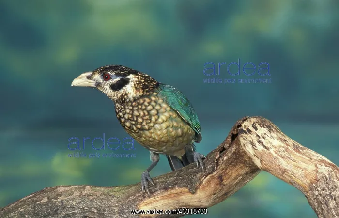 : Bowerbird, Songbirds, Animals, Birds, spotted catbird : Bowerbird, Songbirds, Animals, Birds, spotted catbird