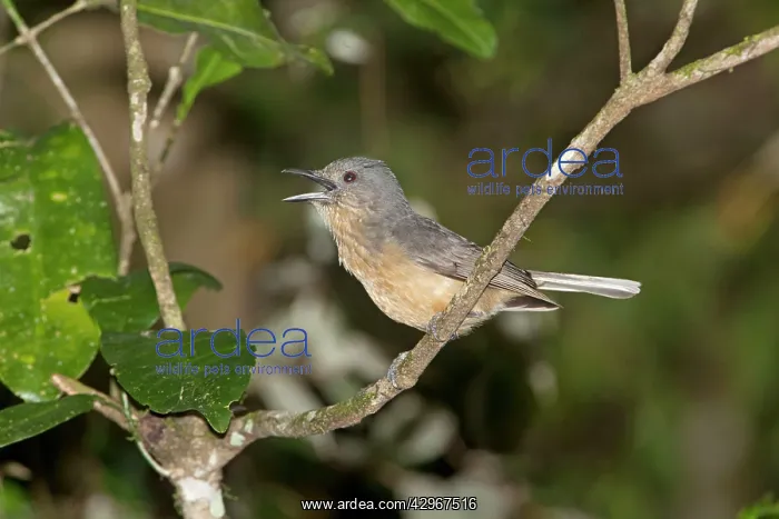 : Bower's Shrike-thrush - calling in rainforest : Bower's Shrike-thrush - calling in rainforest