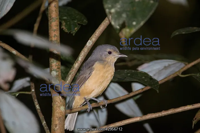 : Bower's Shrike-thrush - in rainforest at Malanda : Bower's Shrike-thrush - in rainforest at Malanda