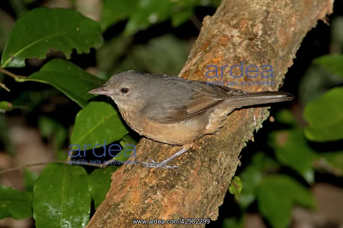  : Bower's Shrikethrush